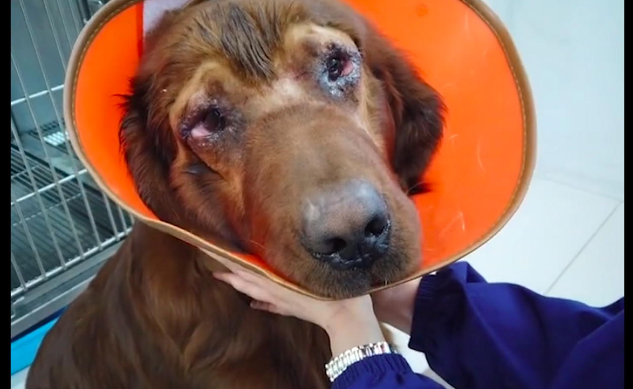 狗狗做了双眼皮手术后瞬间拥有了漂亮的大眼睛但不要模仿哦