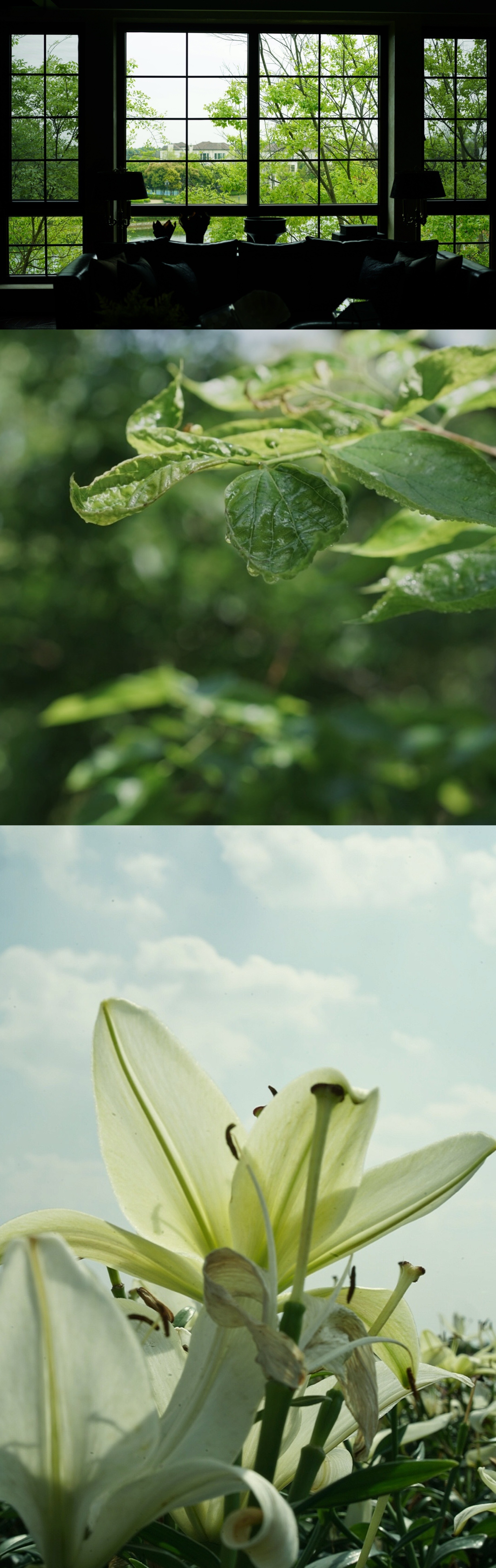 触目可及的绿色摄影@一米七的米七