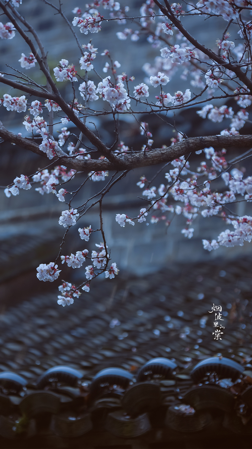 "小楼一夜听春雨,深巷明朝卖杏花."图.摄影师