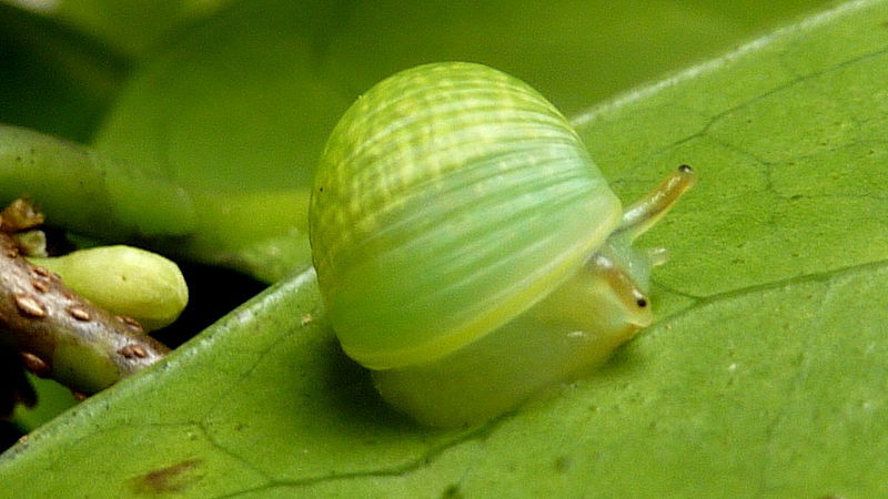 非常可爱的一种南美树栖蜗牛simpulopsis_高清图集_新浪网