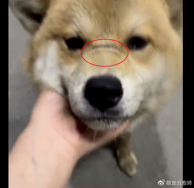 第一次见到狗时它很凶，再次见到变温柔许多！经过社会毒打了吧！__财经头条