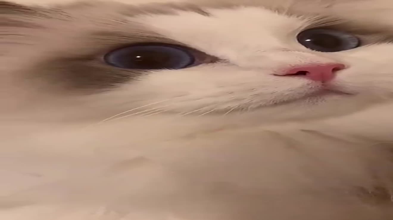 吴kiwi是只布偶猫她的睫毛弯的嘴角