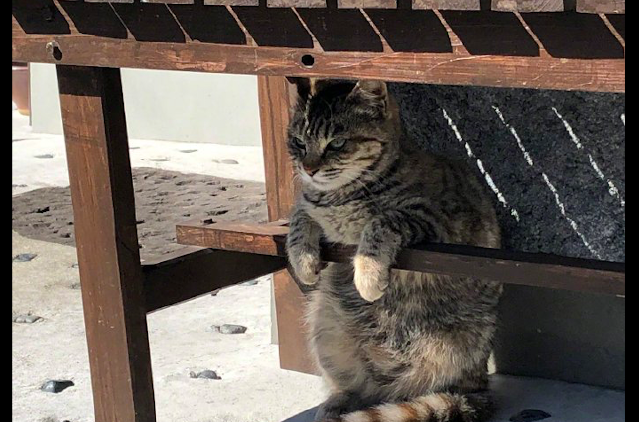 猫咪在椅子下乘凉表情是非常的凶猫莫过来否则对你不客气