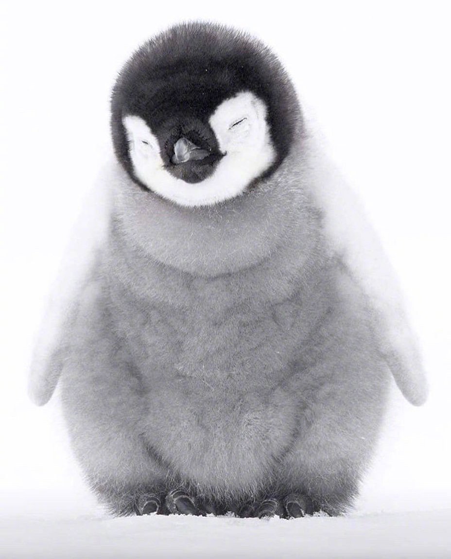 超可爱的企鹅宝宝,萌化了!(twi:syrup_penguin)_高清图集_新浪网