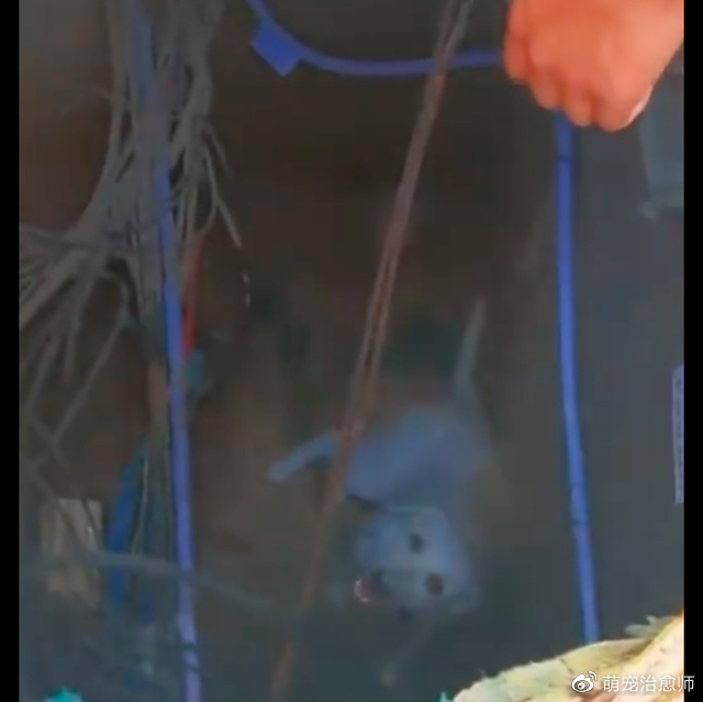 导盲犬为保护主人，用身体挡住了她的去路，自己却掉进了下水道！休闲区蓝鸢梦想 - Www.slyday.coM