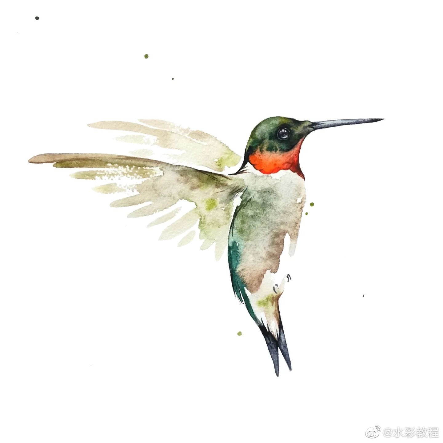 水彩鸟类作品分享