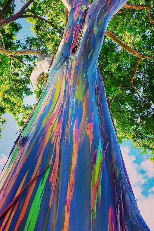 彩虹桉eucalyptus deglupta_高清图集_新浪网