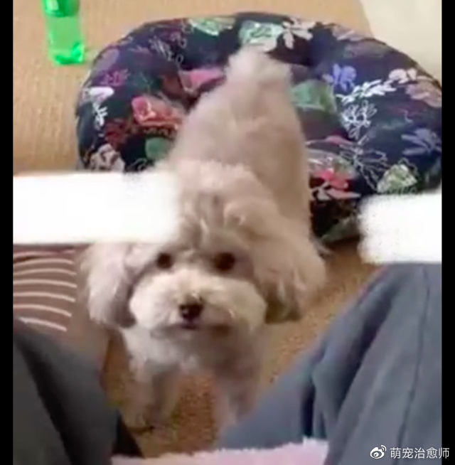 主人给狗狗剪了个新造型,怎么越看越觉得像只小羊,羊里羊气的!休闲区蓝鸢梦想 - Www.slyday.coM 主人给狗狗剪了个新造型,怎么越看越觉得像只小羊,羊里羊气的!休闲区蓝鸢梦想 - Www.slyday.coM