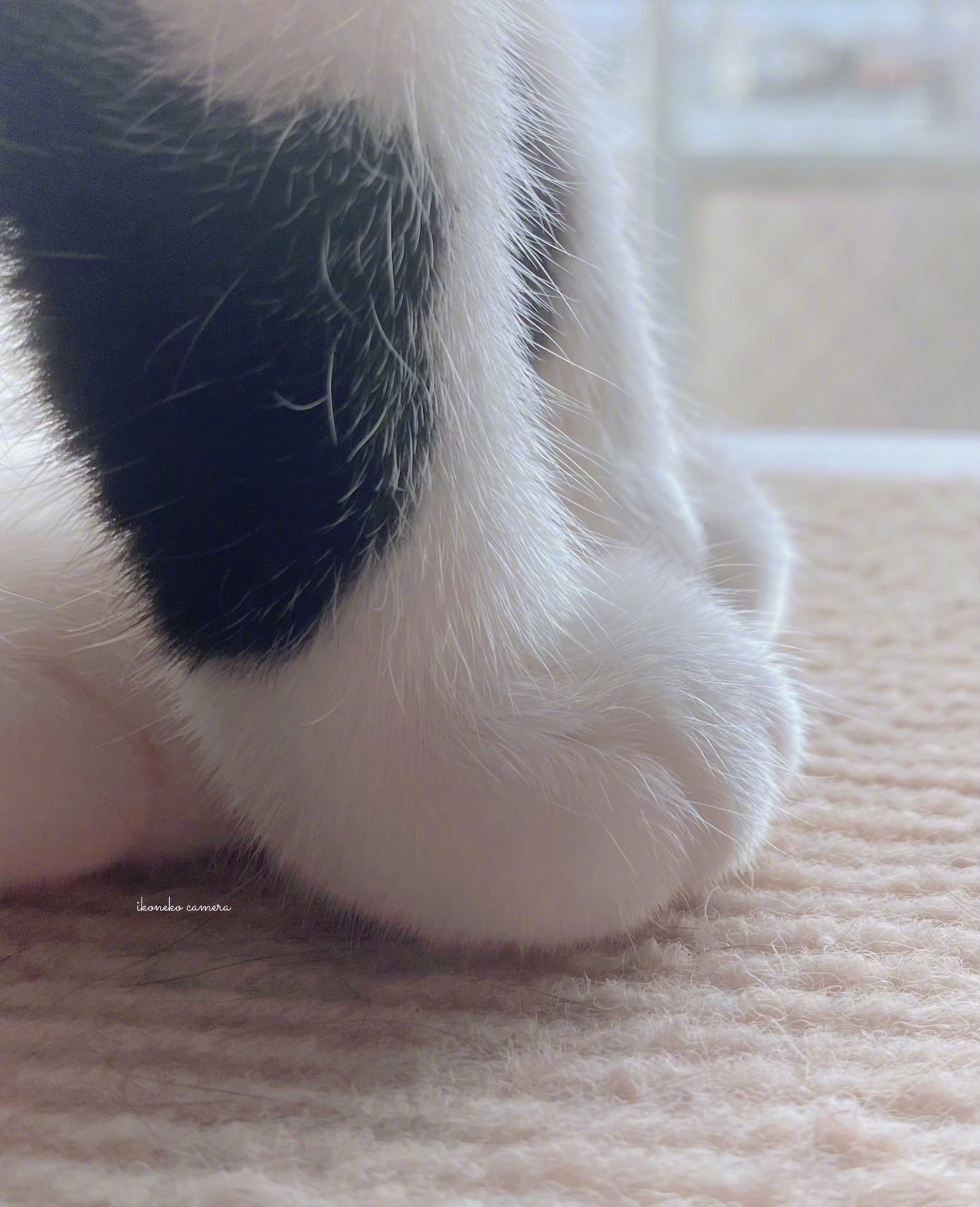 小猫咪的jiojio真的好可爱啊!_高清图集_新浪网