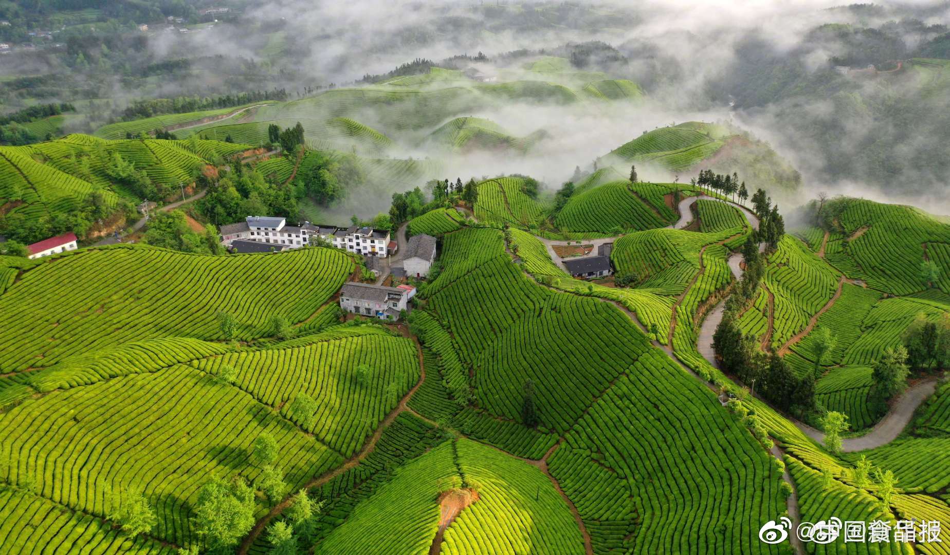 湖北鹤峰茶山似碧海