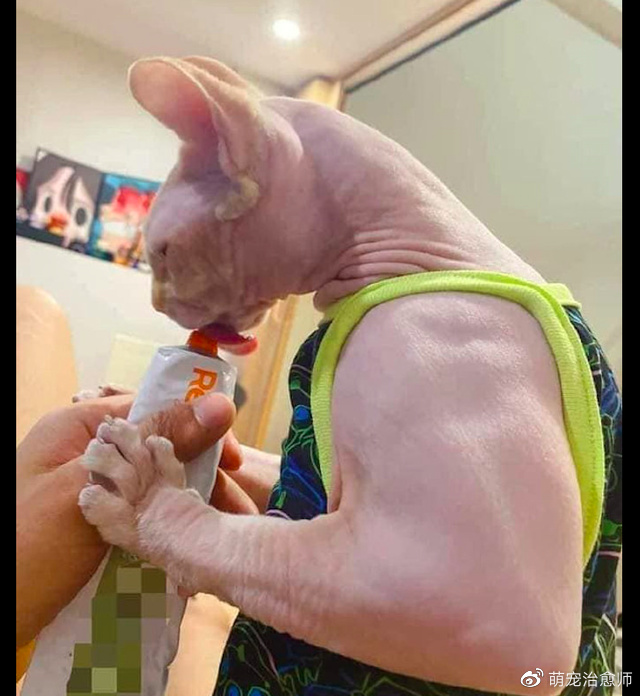 主人给猫喂猫条时它亮出的肌肉比人还要壮猫谁敢不给我吃