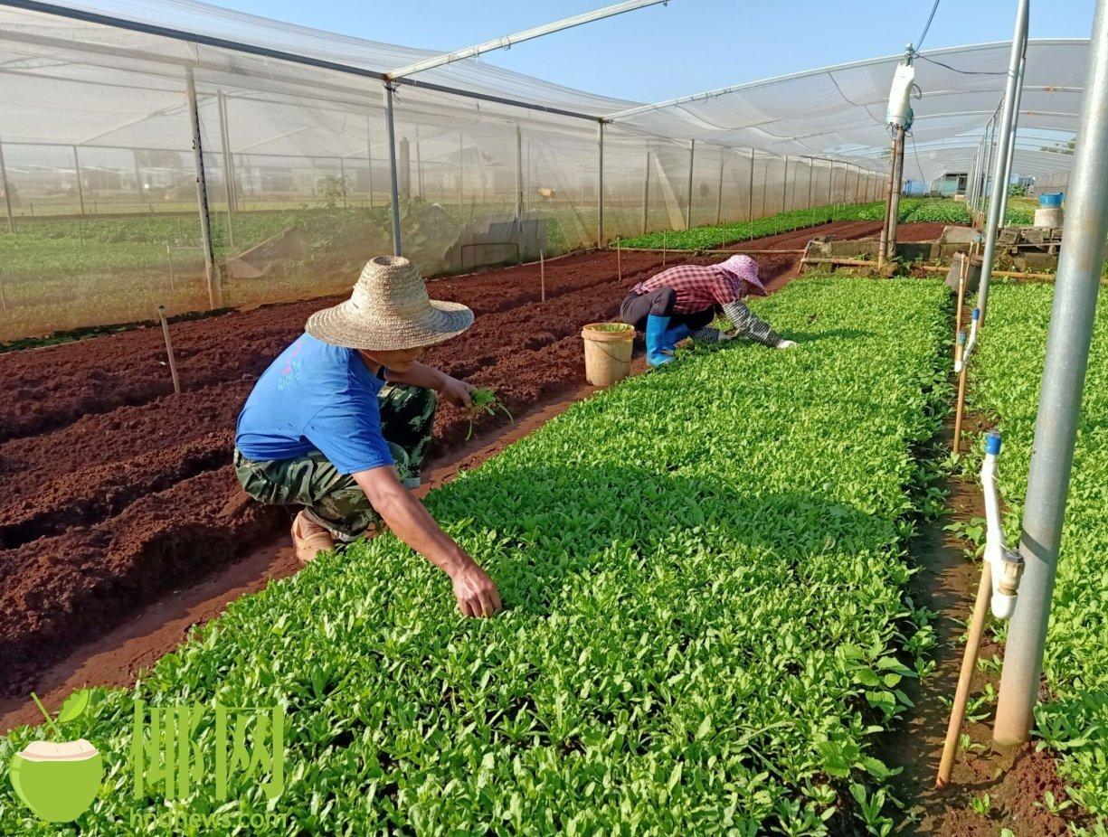 海口菜农保障 菜篮子 有办法 蔬菜 海口 黄家飞 新浪新闻