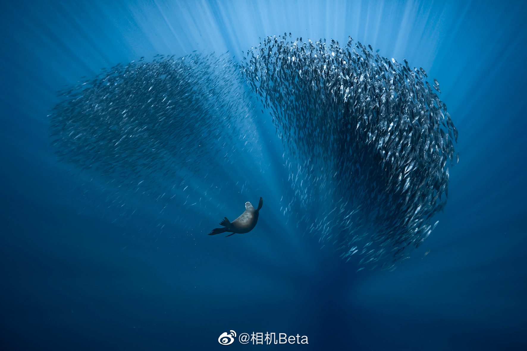 2021海洋摄影大赛入围作品欣赏