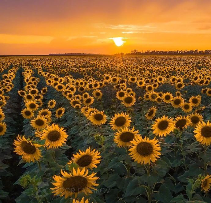 心有阳光万里光芒