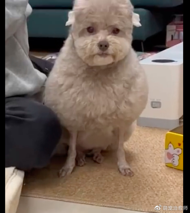 主人给狗狗剪了个新造型,怎么越看越觉得像只小羊,羊里羊气的!休闲区蓝鸢梦想 - Www.slyday.coM 主人给狗狗剪了个新造型,怎么越看越觉得像只小羊,羊里羊气的!休闲区蓝鸢梦想 - Www.slyday.coM