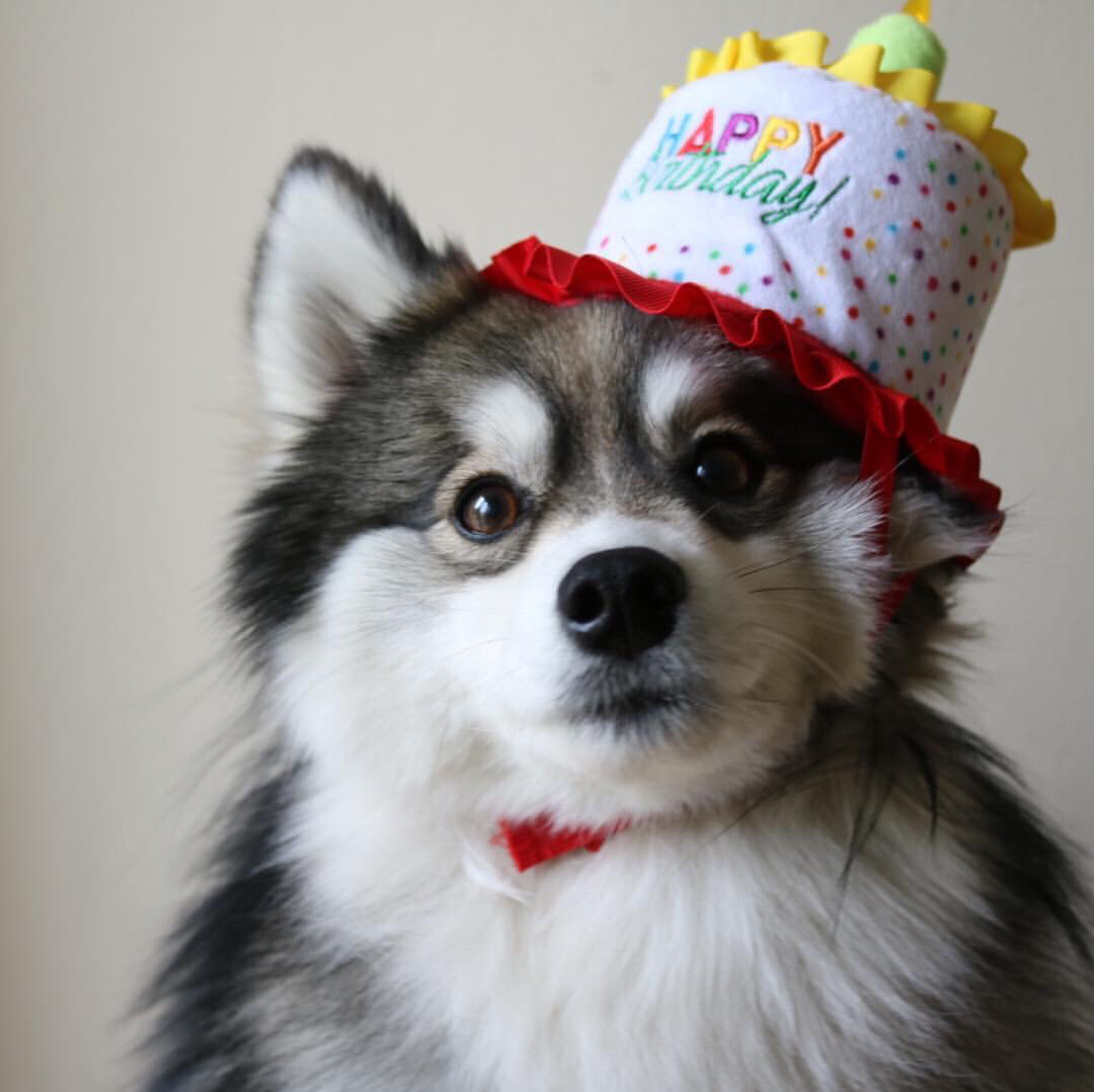 精致可爱的博美哈士奇混血宝宝