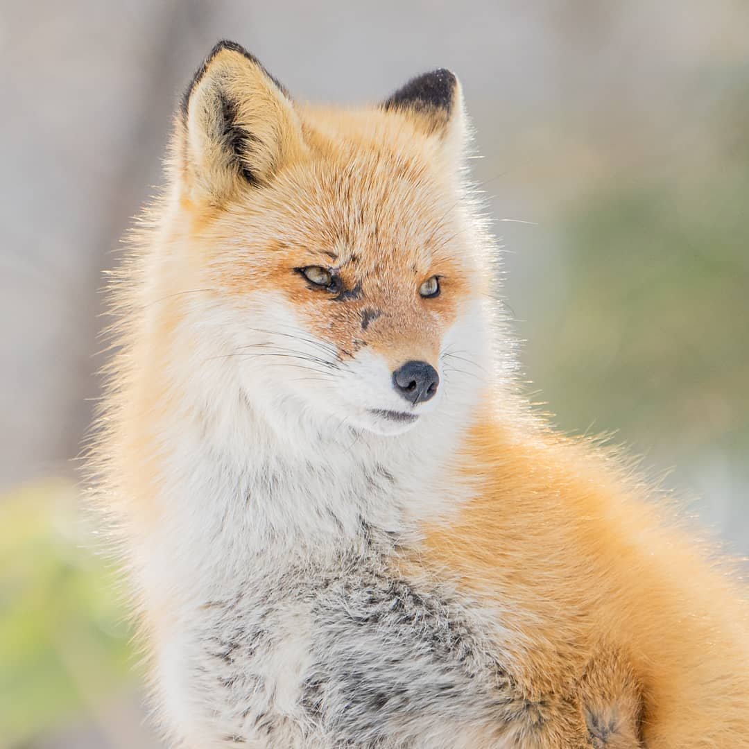 日本摄影师 东仓佑治 镜头下的小狐狸,可爱到不行啊