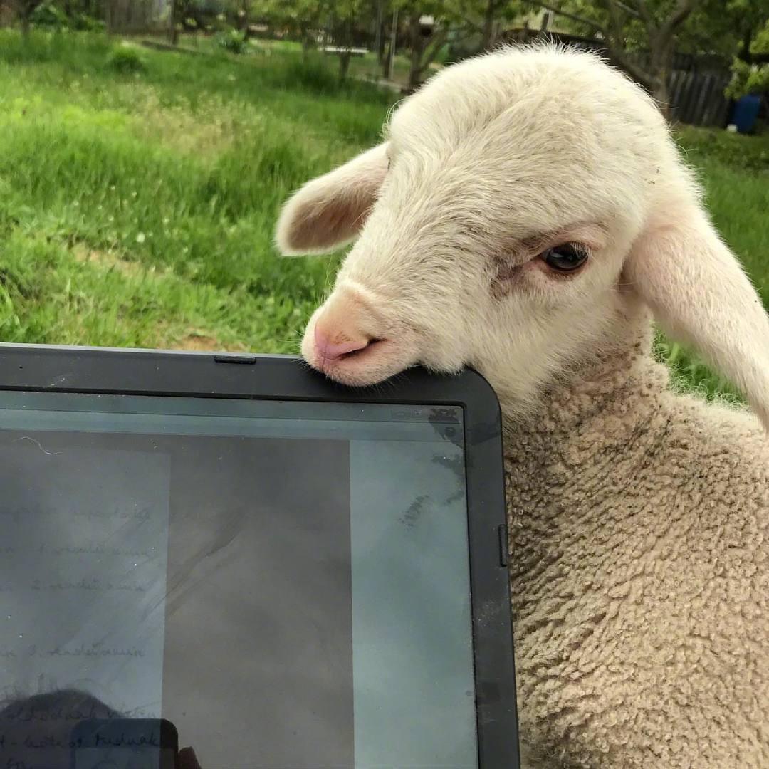 小羊咩咩叫就是在撒娇吧这么可爱谁忍心拒绝呢