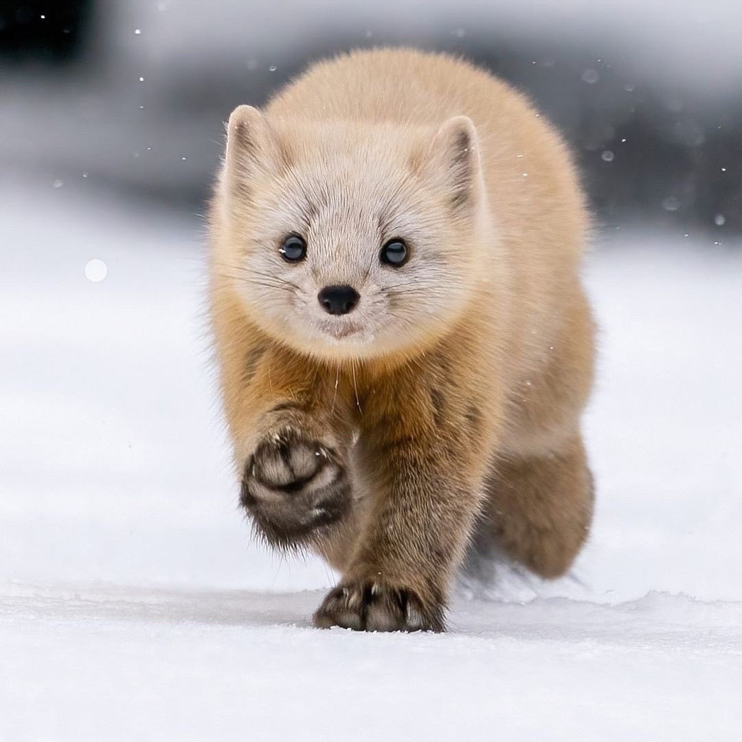 谁能在烂漫的春天拒绝一只可爱的貂貂呢