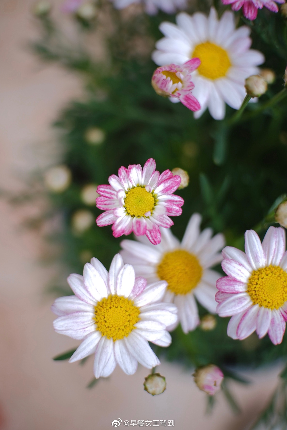 今日份美好小花园里各种颜色的玛格丽特