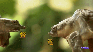 广东潮州发现罕见野生鼋,容易被认为是巨型甲鱼,两者级别不一样|潮州市|广东省|鳖|唐僧|种群_新浪新闻