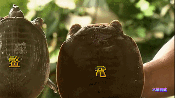 广东潮州发现罕见野生鼋,容易被认为是巨型甲鱼,两者级别不一样|潮州市|广东省|鳖|唐僧|种群_新浪新闻