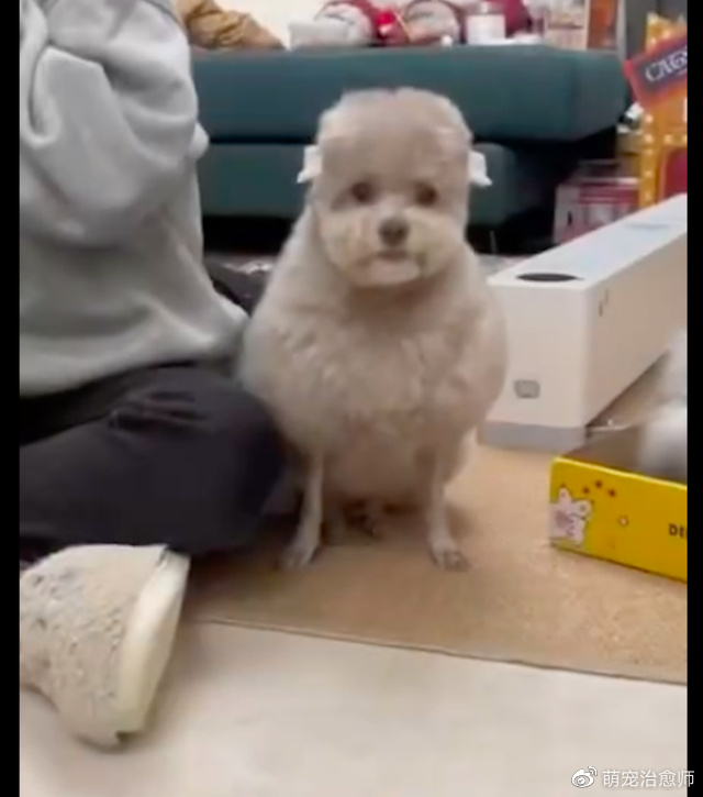 主人给狗狗剪了个新造型,怎么越看越觉得像只小羊,羊里羊气的!休闲区蓝鸢梦想 - Www.slyday.coM 主人给狗狗剪了个新造型,怎么越看越觉得像只小羊,羊里羊气的!休闲区蓝鸢梦想 - Www.slyday.coM