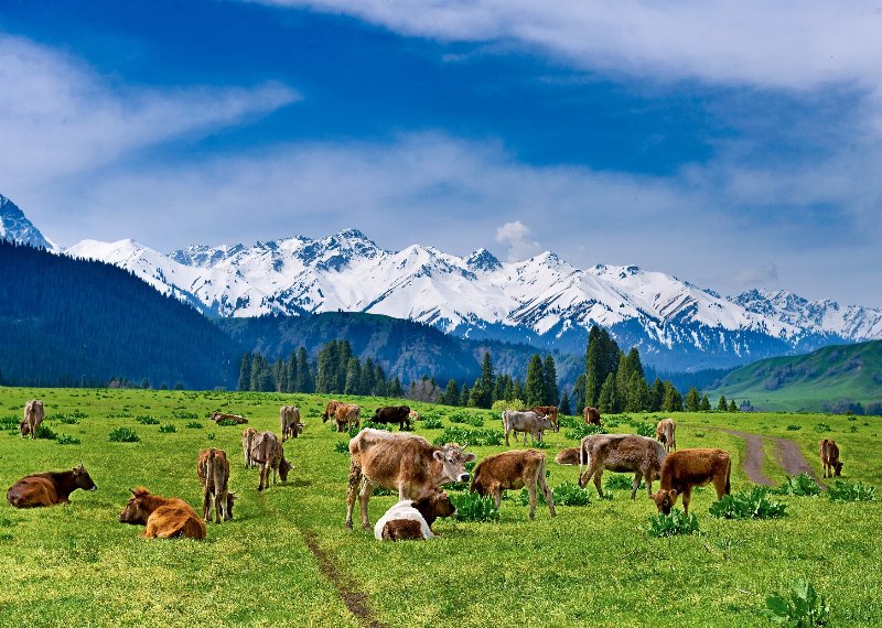 图说新疆新疆伊犁河谷风光绮丽