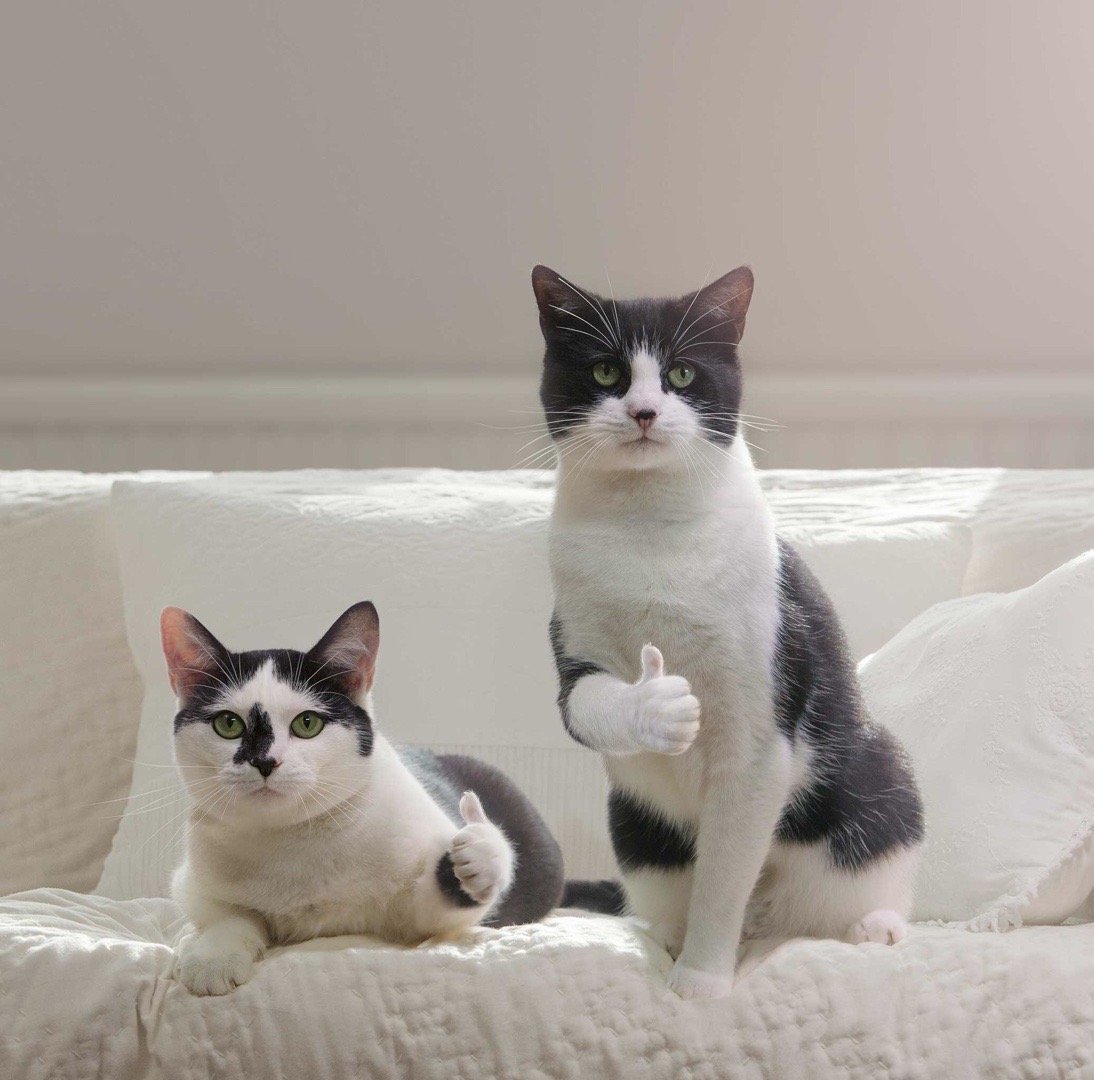 不如看我可爱猫咪的表情包