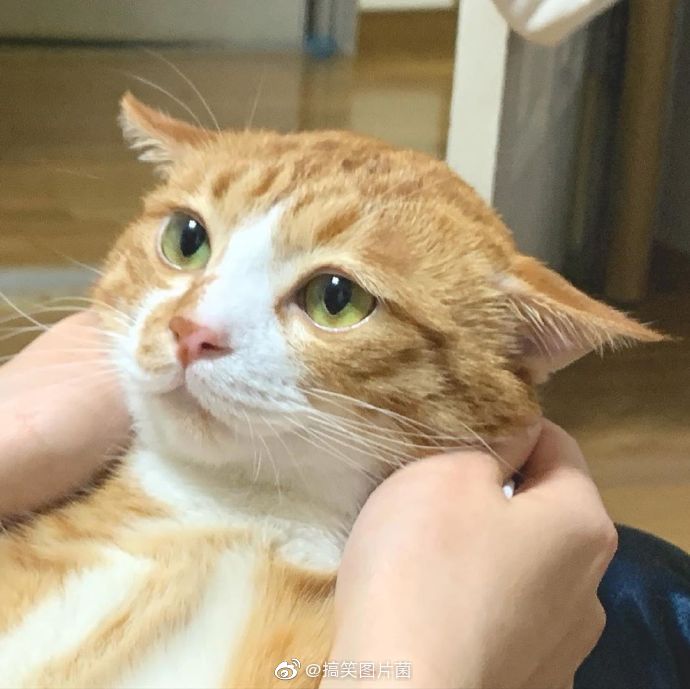 飞机耳肥橘,准备起飞_高清图集_新浪网