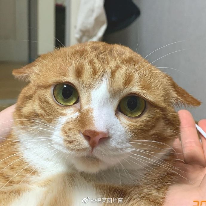 飞机耳肥橘,准备起飞_高清图集_新浪网