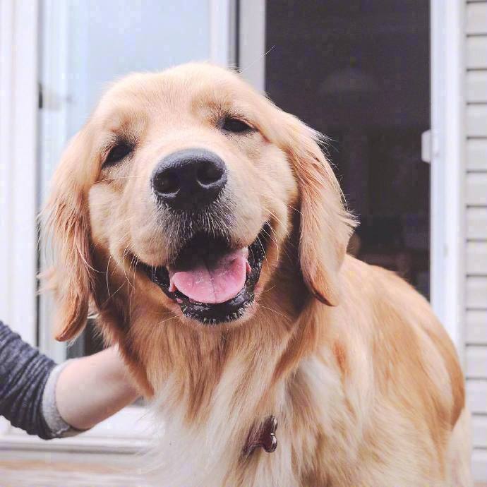 金毛的治愈笑容,是我躲不过的温暖力量了.