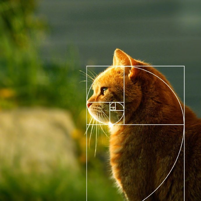 喵星人也懂黃金分割