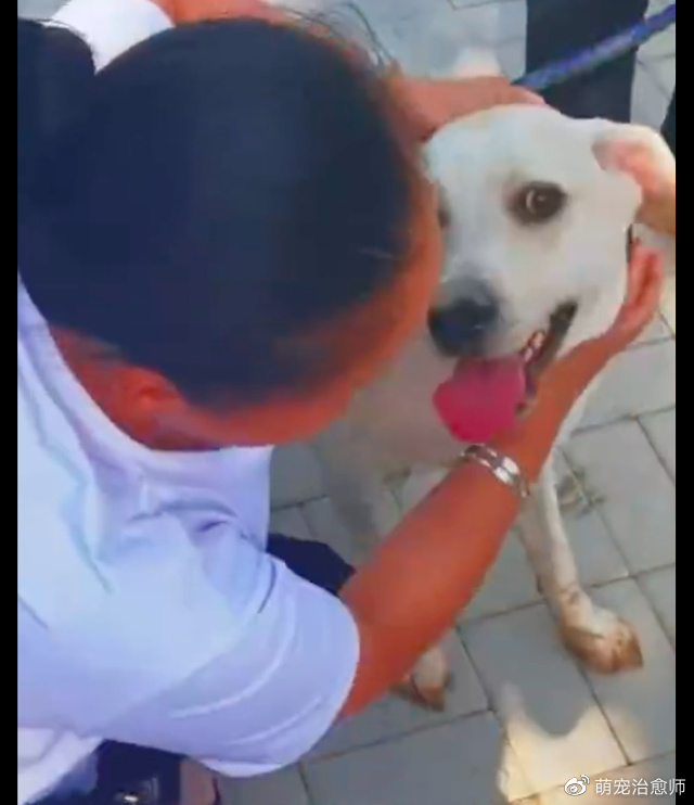 导盲犬为保护主人，用身体挡住了她的去路，自己却掉进了下水道！休闲区蓝鸢梦想 - Www.slyday.coM