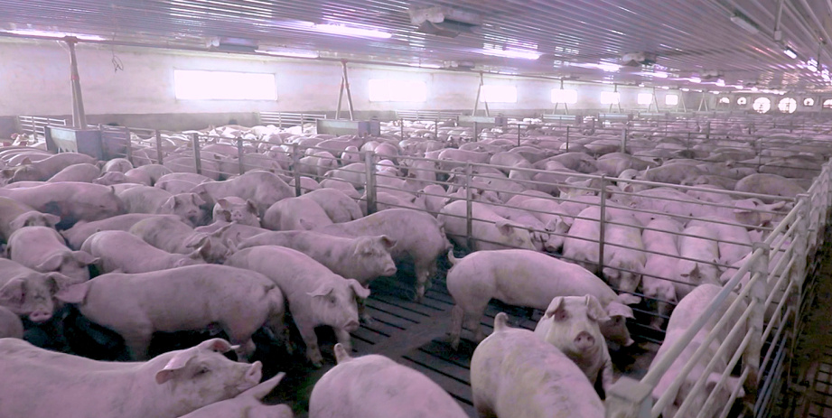 规模猪场的增效密码——双胞胎oem定制料__财经头条
