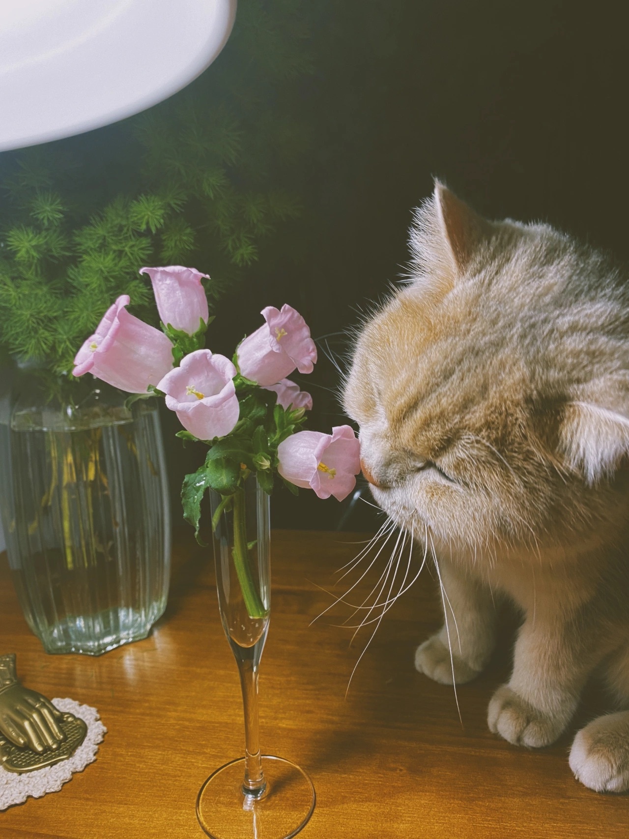 沉醉在花花里的猫猫_高清图集_新浪网