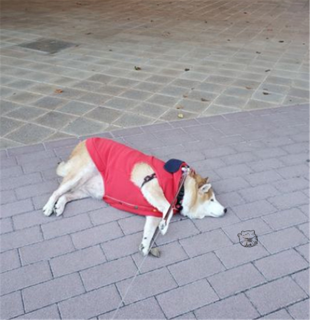 日本柴犬喜欢四脚朝天躺在马路上|柴犬_新浪新闻