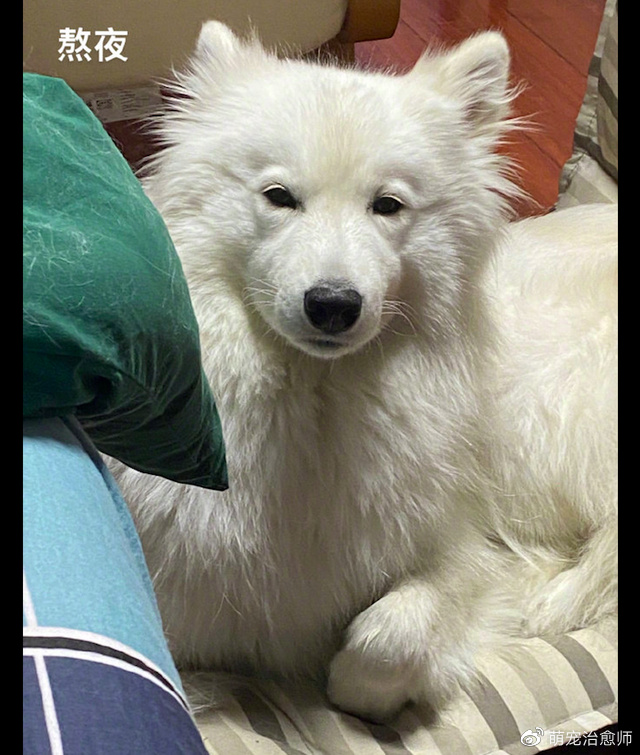 狗狗陪着主人一起熬夜,第二天早上它憔悴的模样,也太好笑了吧!休闲区蓝鸢梦想 - Www.slyday.coM 狗狗陪着主人一起熬夜,第二天早上它憔悴的模样,也太好笑了吧!休闲区蓝鸢梦想 - Www.slyday.coM