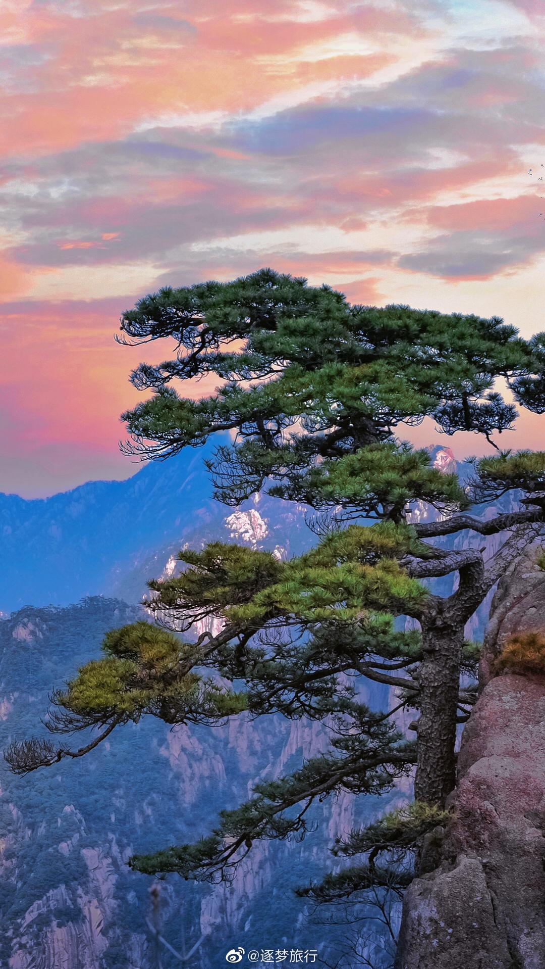 黄山迎客松的春夏秋冬, 缩影成这四张照片……__财经头条