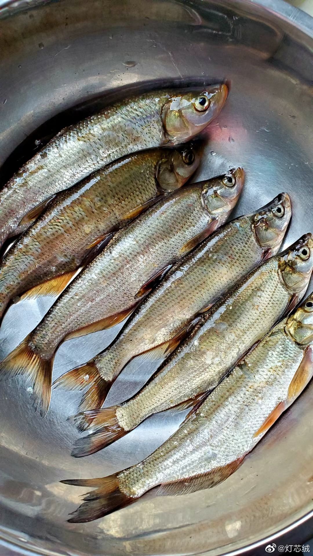 早市上遇到鲜活的噘嘴鲢……_高清图集_新浪网