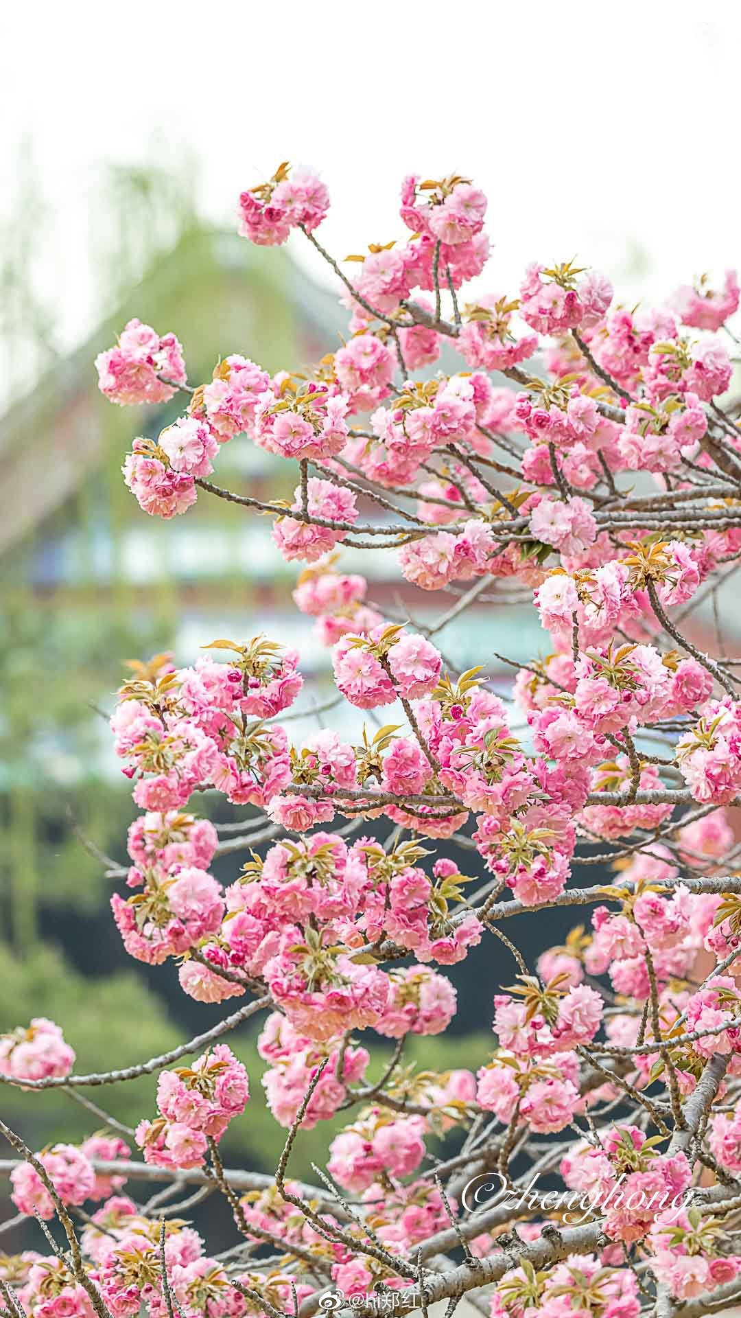 颐和园荇桥畔晚樱盛开摄影