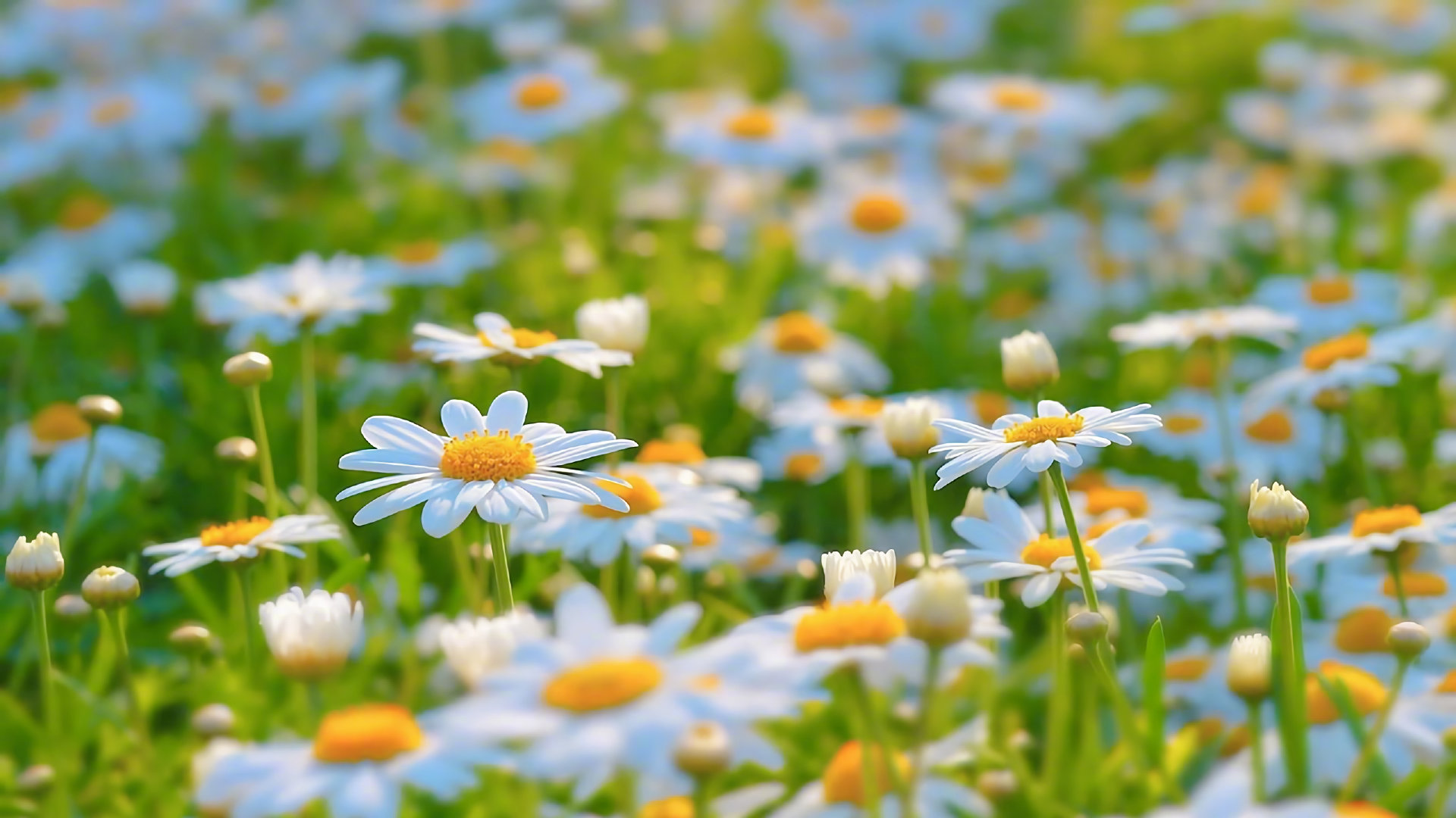 分享一些很棒的壁纸