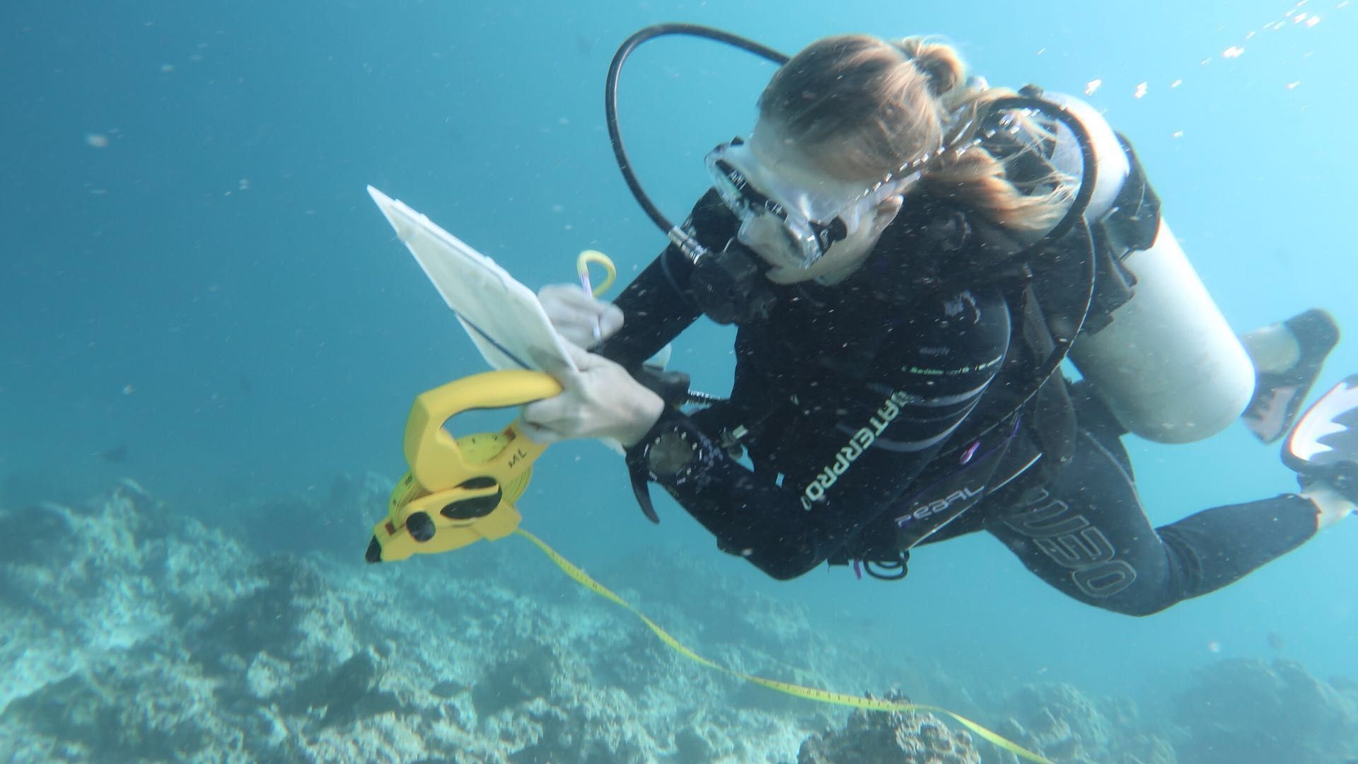 潜水"海底交规"多,海岛度假当心违法面临高额罚款|夏威夷_新浪新闻