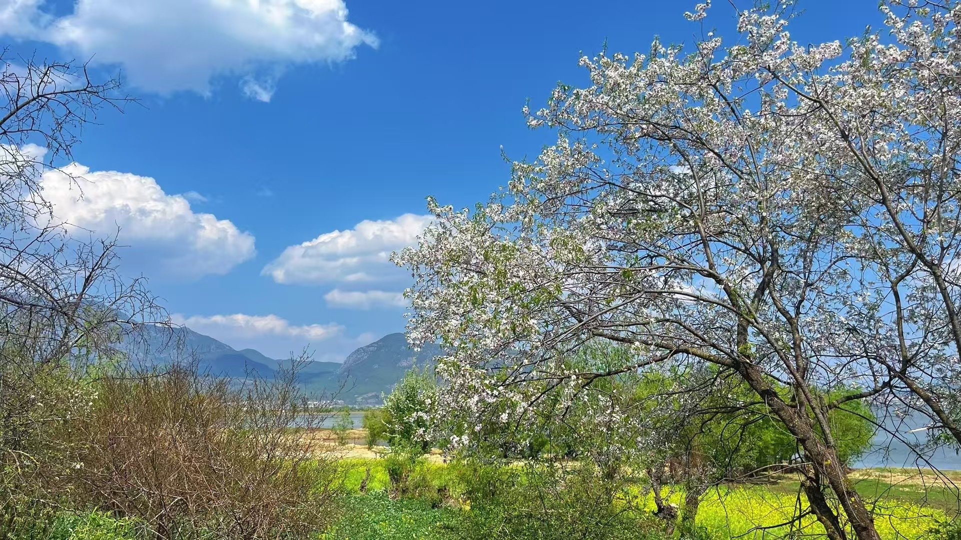 玻璃杯里的文艺复兴：揭秘高校女生茶社群的隐秘魅力