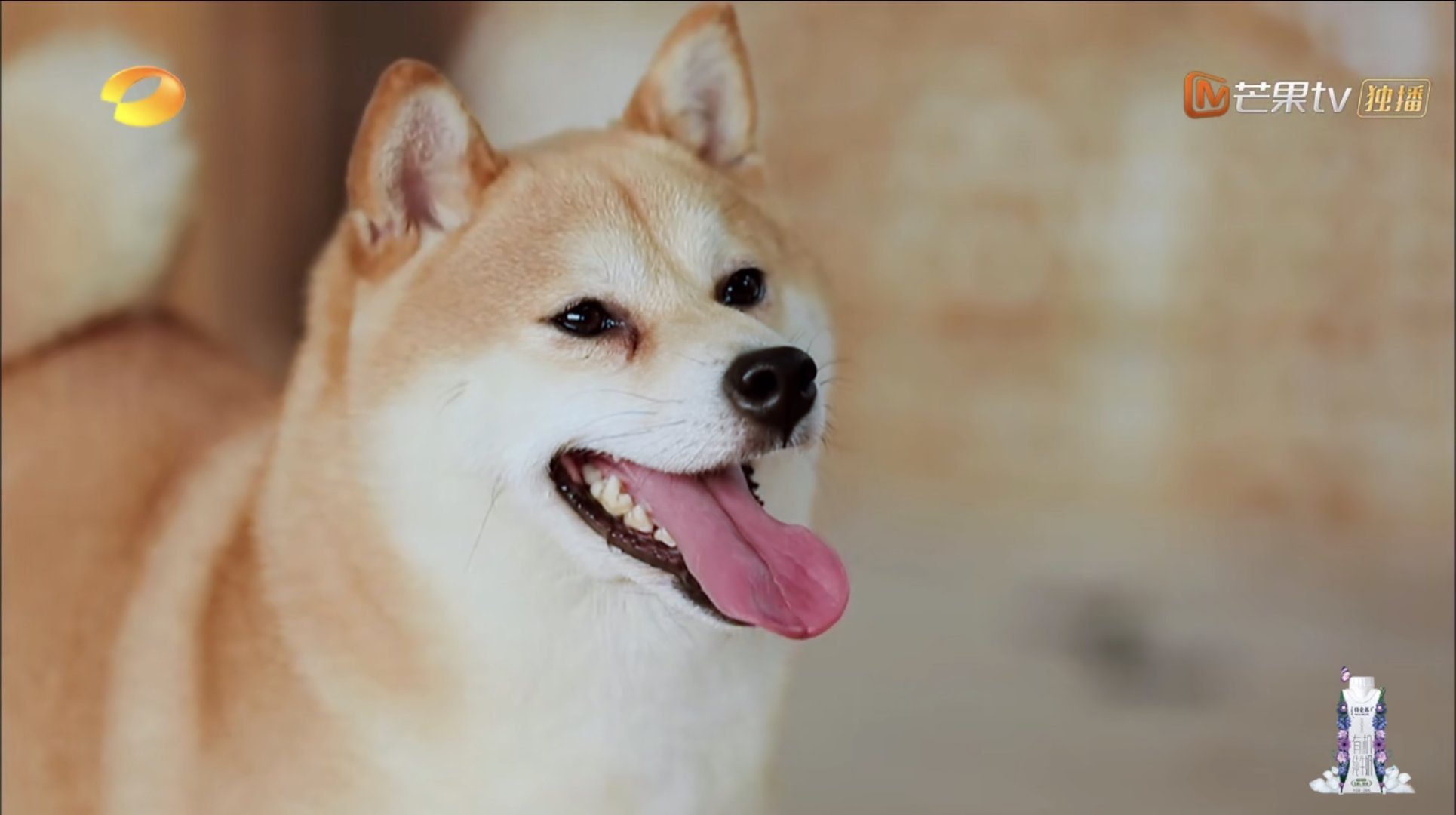 向往的生活播出啦,蘑菇屋狗狗惊现猪叫,小o狗生遭遇滑铁卢