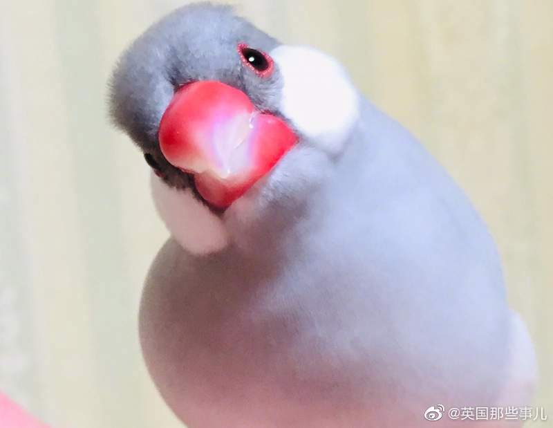 霓虹铲屎官最近玩起 文鸟歪头冠军赛 小可爱们的 歪头杀 瞬间