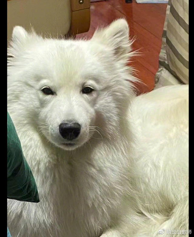 狗狗陪着主人一起熬夜,第二天早上它憔悴的模样,也太好笑了吧!休闲区蓝鸢梦想 - Www.slyday.coM 狗狗陪着主人一起熬夜,第二天早上它憔悴的模样,也太好笑了吧!休闲区蓝鸢梦想 - Www.slyday.coM