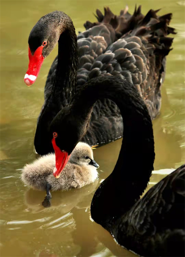 萌翻了！洛阳市民“新宠”，黑天鹅宝宝游个泳就可以圈住你的心休闲区蓝鸢梦想 - Www.slyday.coM