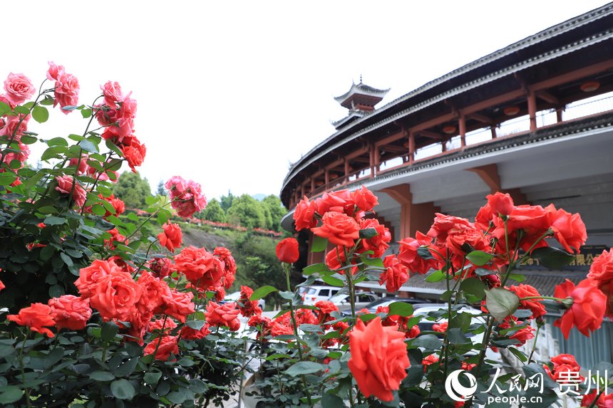 贵州凯里月季花满城扮靓文明城市
