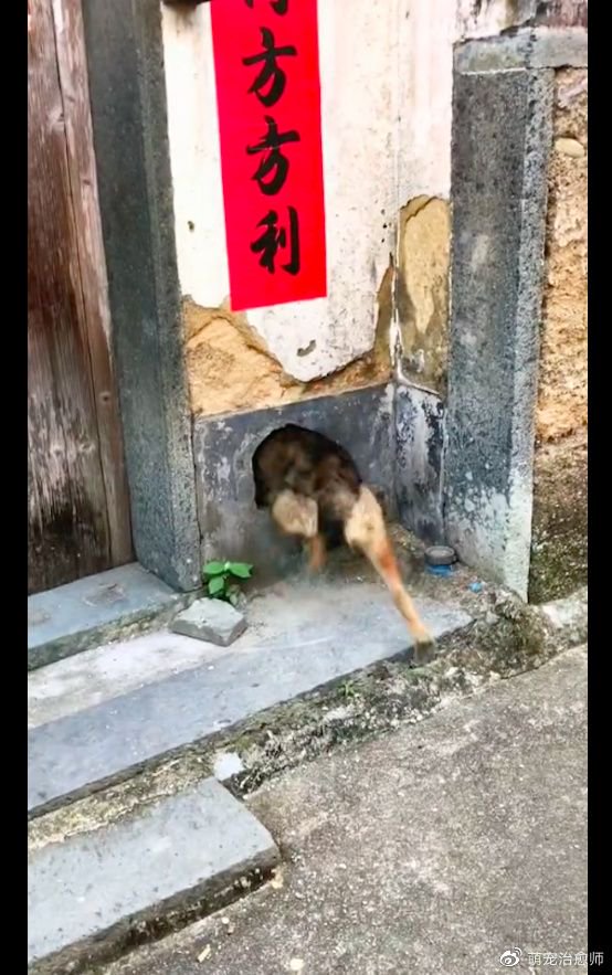 狗狗在外面遇见人不敢叫，进了狗洞后立马狂吠，好像网络键盘侠！__财经头条